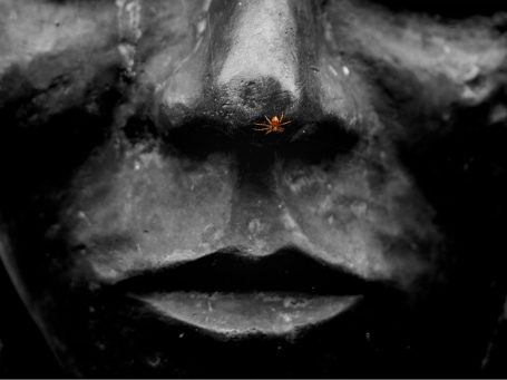 Spider on the nose